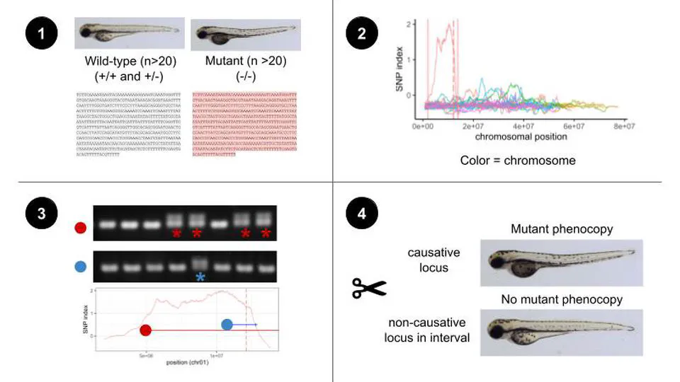 WheresWalker: a pipeline for rapid mutation mapping using whole genome sequencing